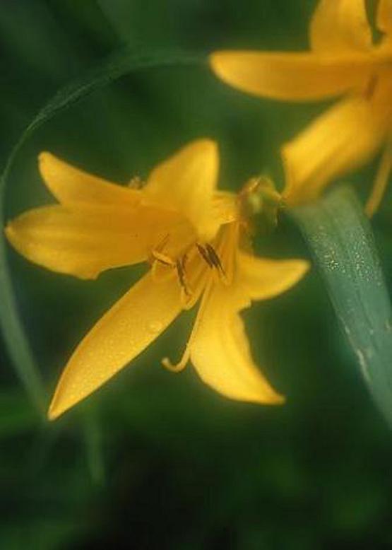 キツネノカミソリ 狐の剃刀 花々のよもやま話