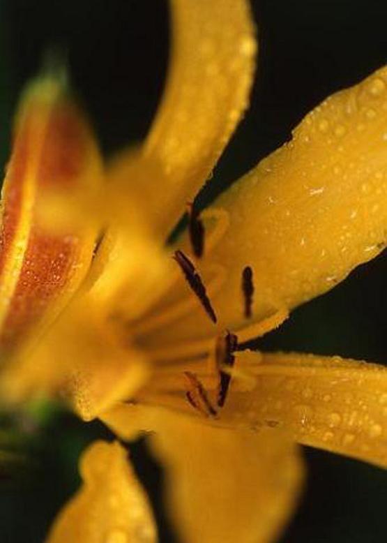 キツネノカミソリ 狐の剃刀 花々のよもやま話