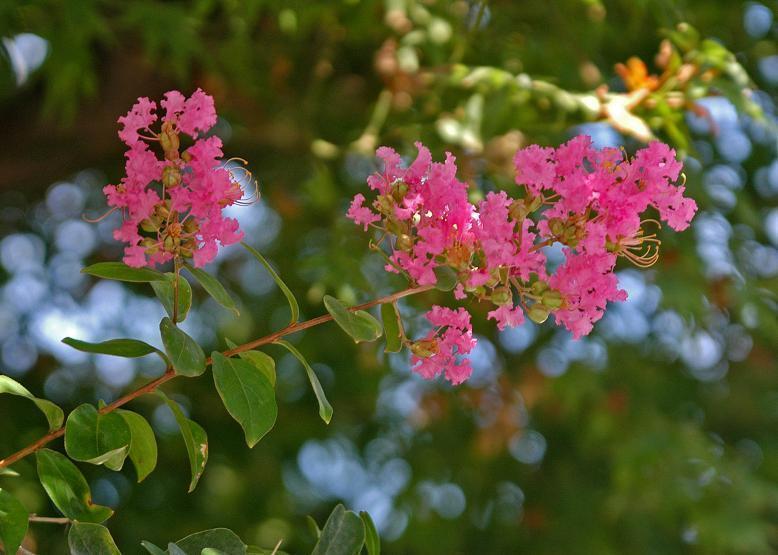 サルスベリ 百日紅 花々のよもやま話