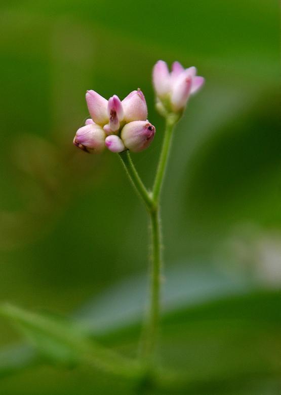 ママコノシリヌグイ 継子の尻拭い 花々のよもやま話