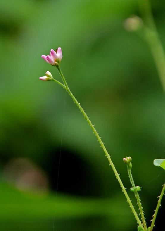 ママコノシリヌグイ 継子の尻拭い 花々のよもやま話