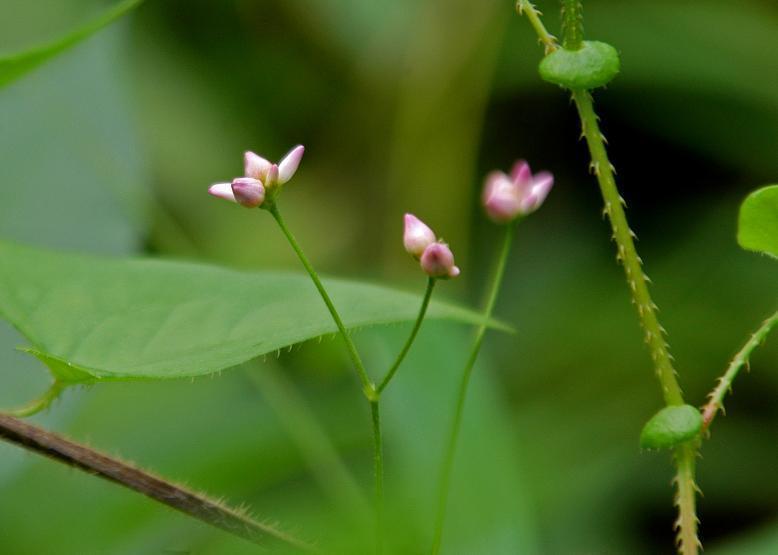 ママコノシリヌグイ 継子の尻拭い 花々のよもやま話