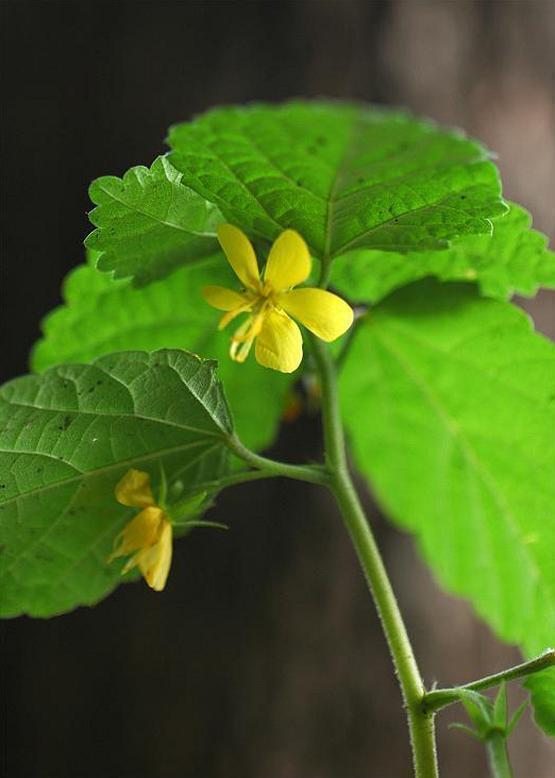 カラスノゴマ 烏の胡麻 花々のよもやま話