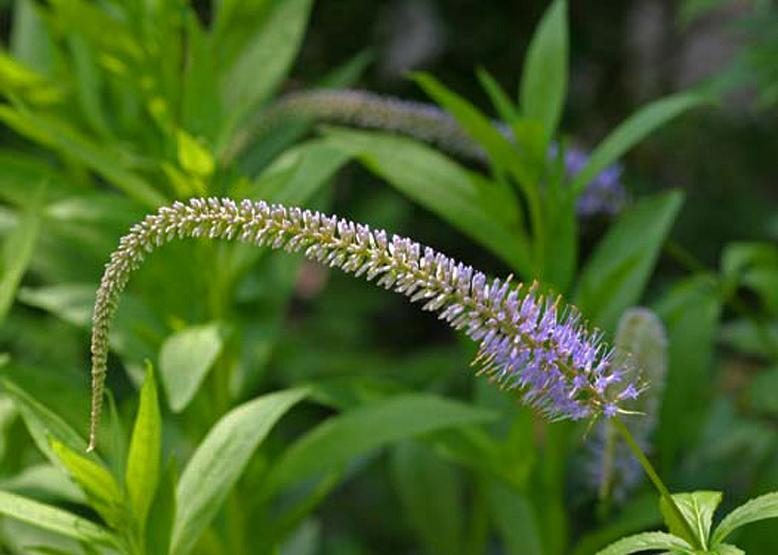 クガイソウ 九蓋草 花々のよもやま話