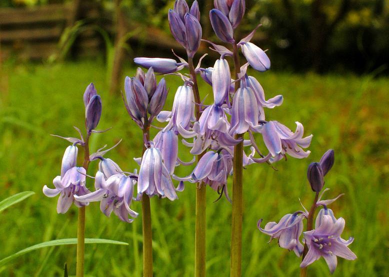 ツリガネスイセン 釣鐘水仙 花々のよもやま話