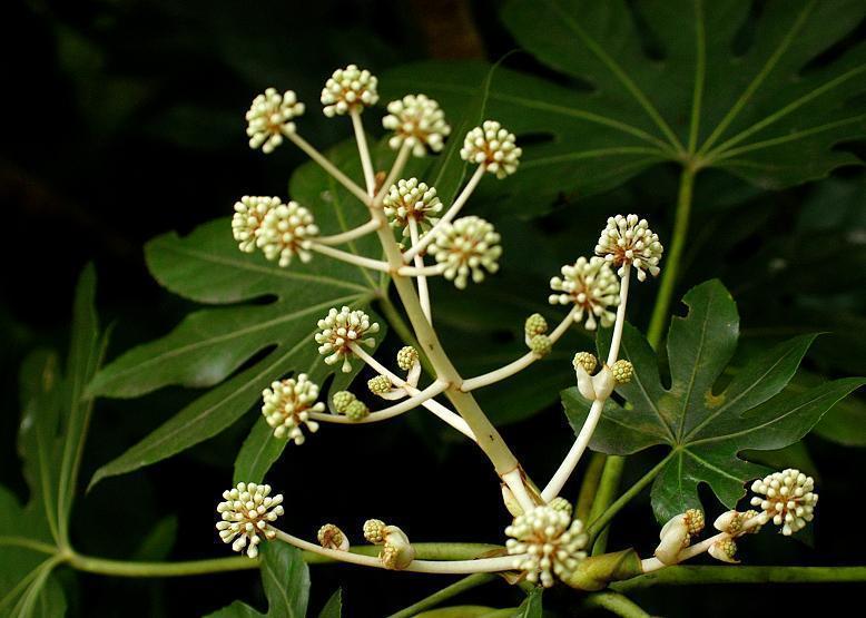 ヤツデ 八 手 花々のよもやま話