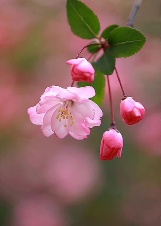 ハナカイドウ 花海棠 花々のよもやま話