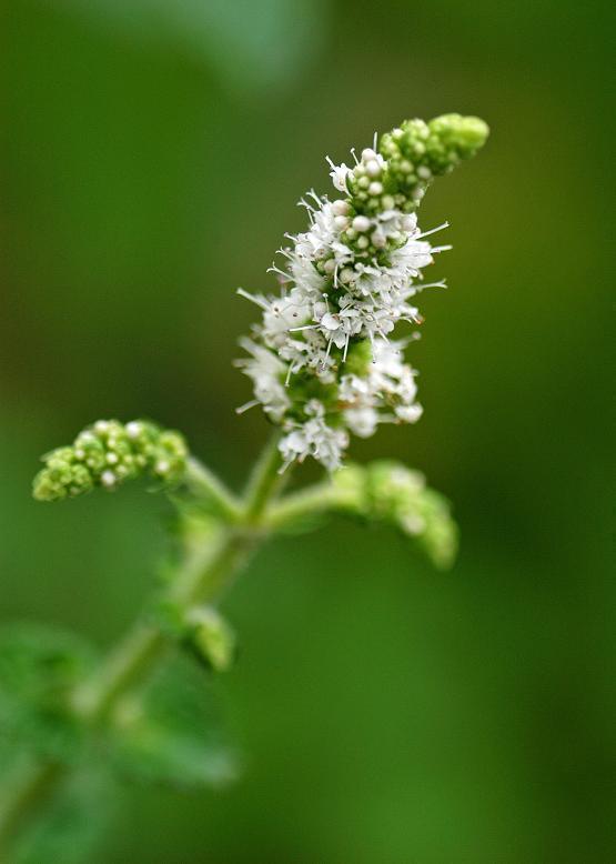 オランダハッカ 阿蘭陀薄荷 花々のよもやま話