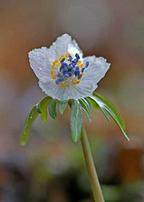 セツブンソウ 節分草 花々のよもやま話