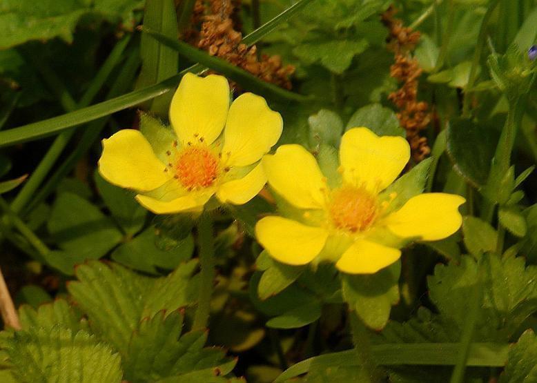 ヘビイチゴ 蛇 苺 花々のよもやま話