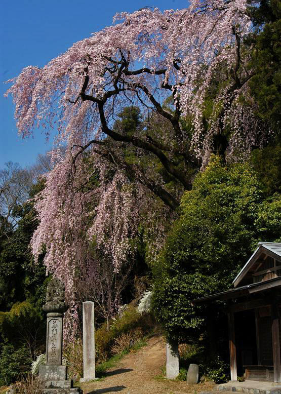 シダレザクラ 枝垂れ桜 １ 花々のよもやま話