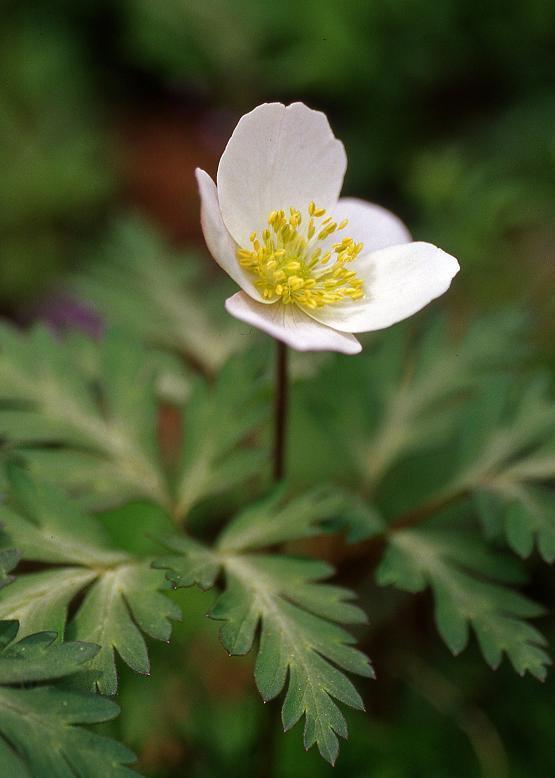 イチリンソウ 一輪草 花々のよもやま話