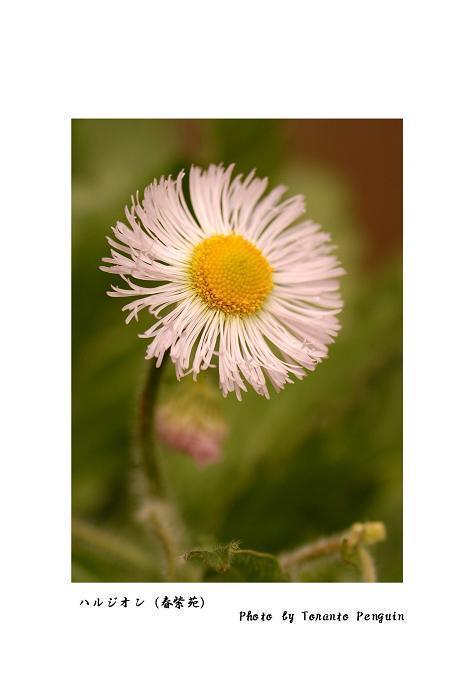 ハルジオン 春紫苑 花々のよもやま話