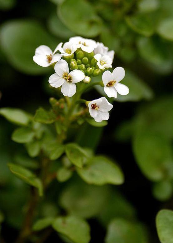 オランダカラシ 阿蘭陀辛子 花々のよもやま話