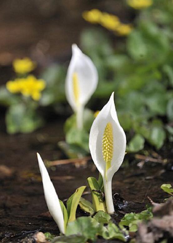 ミズバショウ 水芭蕉 花々のよもやま話