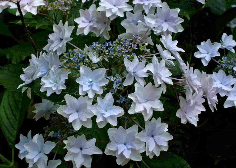 スミダノハナビ 墨田の花火 花々のよもやま話