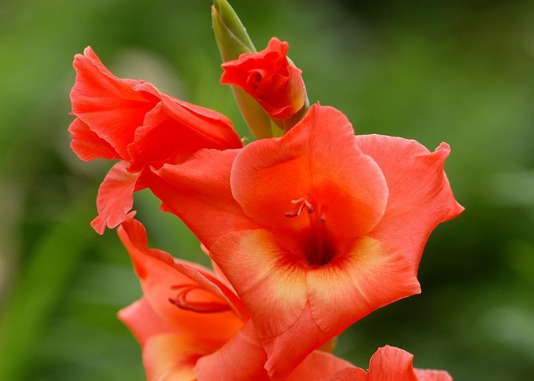 グラジオラス Gladiolus 花々のよもやま話