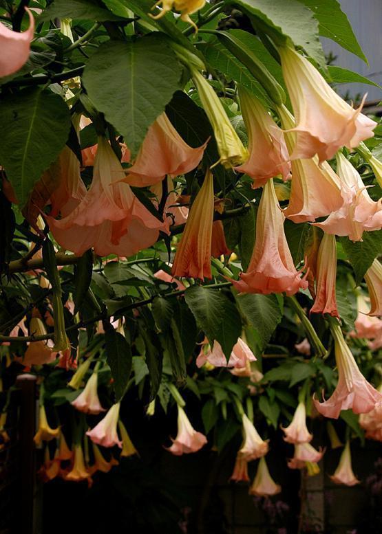 キダチチョウセンアサガオ 木立朝鮮朝顔 花々のよもやま話