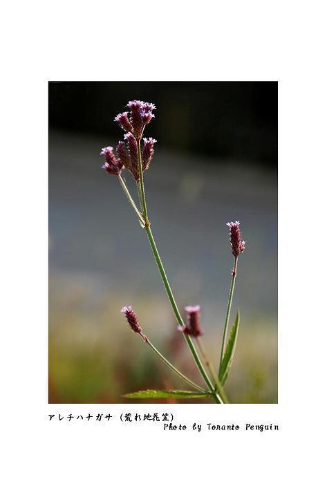 アレチハナガサ 荒れ地花笠 花々のよもやま話