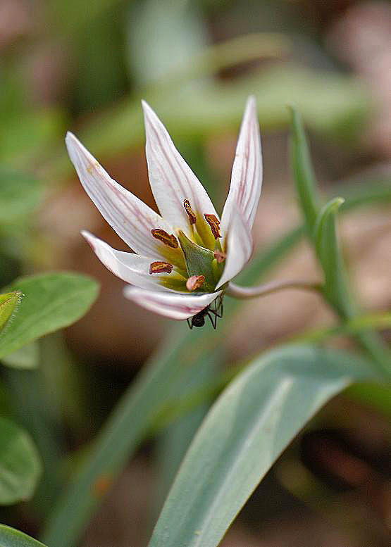 アマナ 甘 菜 花々のよもやま話