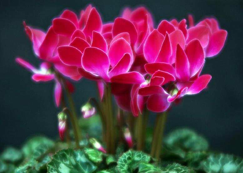 シクラメン Cyclamen 花々のよもやま話