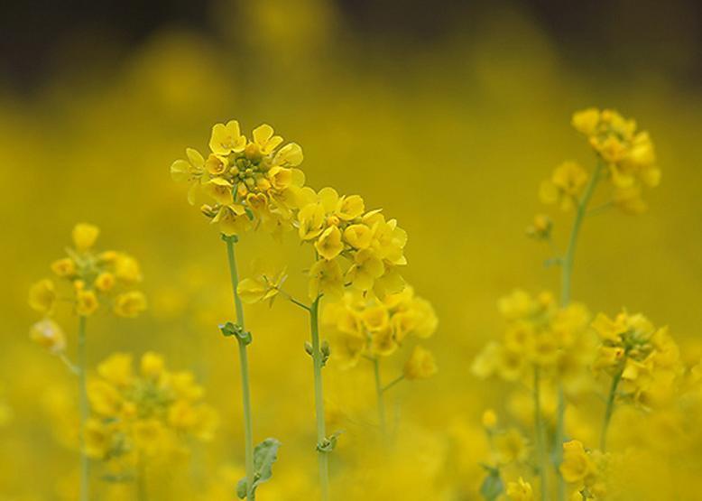 ナノハナ 菜の花 花々のよもやま話