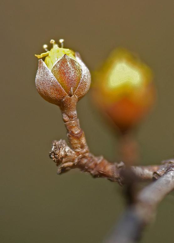 サンシュユ 山茱萸 花々のよもやま話