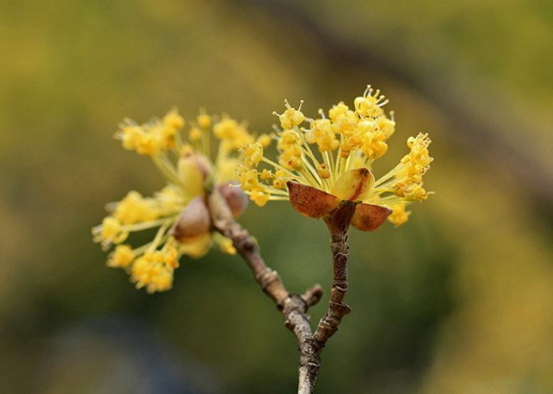 サンシュユ 山茱萸 花々のよもやま話