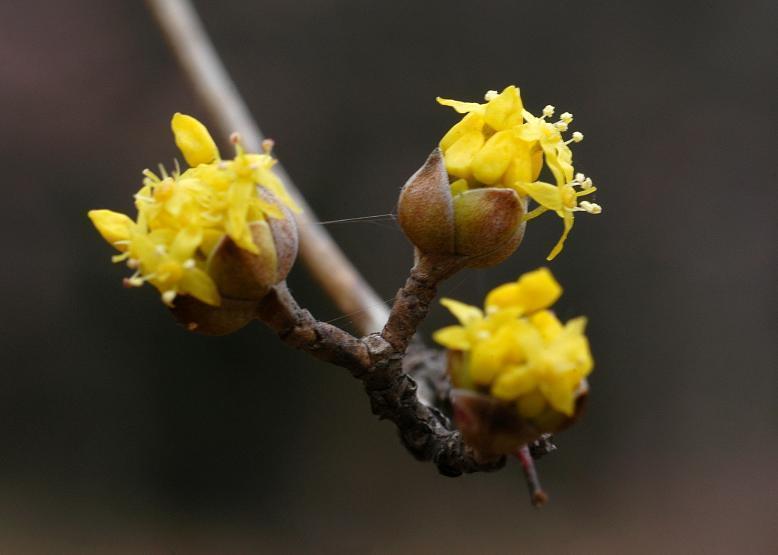 サンシュユ 山茱萸 花々のよもやま話