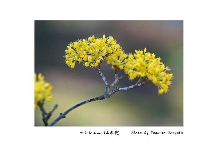 サンシュユ 山茱萸 花々のよもやま話
