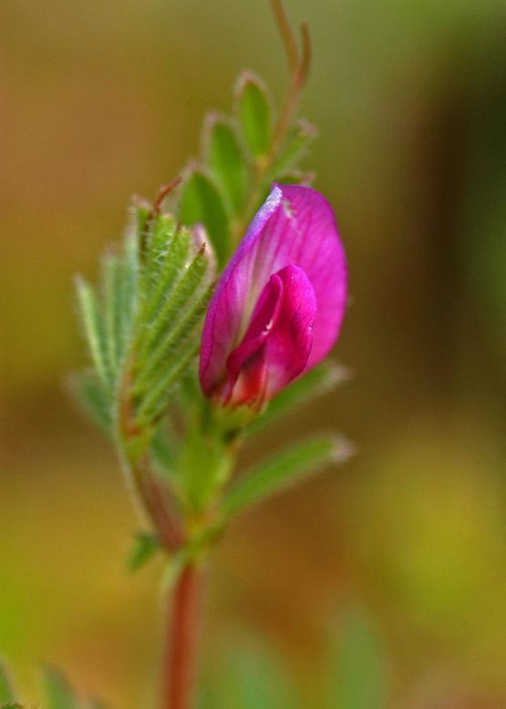 カラスノエンドウ 烏野豌豆 花々のよもやま話