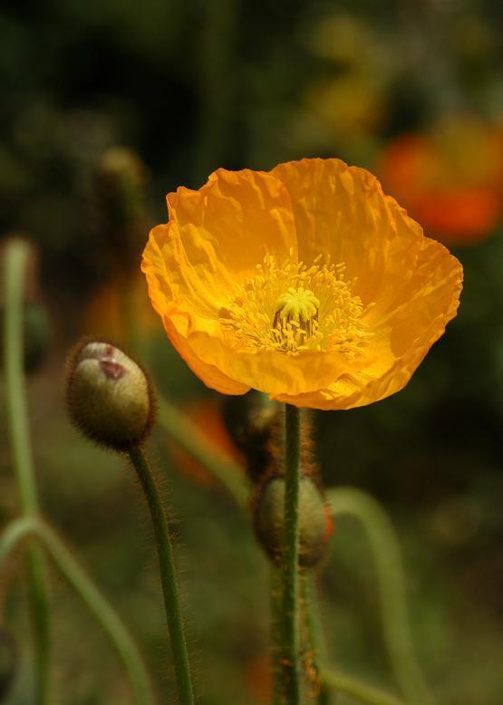 ヒナゲシ 雛罌粟 花々のよもやま話