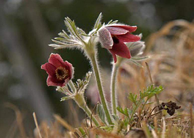 オキナグサ 翁 草 花々のよもやま話