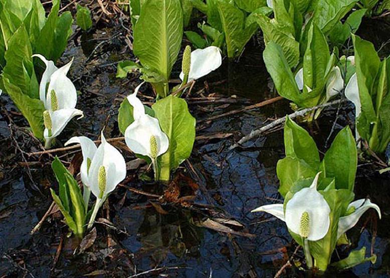 ミズバショウ 水芭蕉 花々のよもやま話