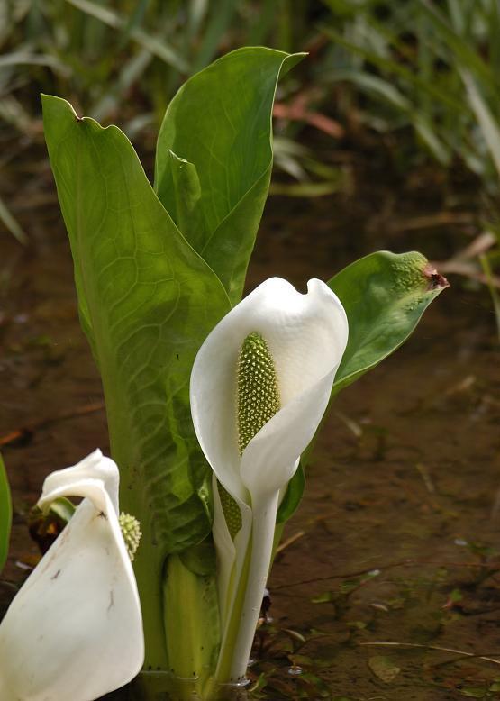 ミズバショウ 水芭蕉 花々のよもやま話