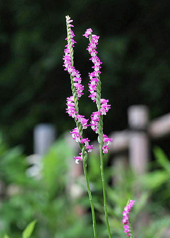 ネジバナ 捩 花 花々のよもやま話