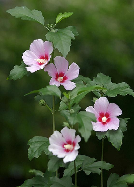 ムクゲ 木 槿 花々のよもやま話