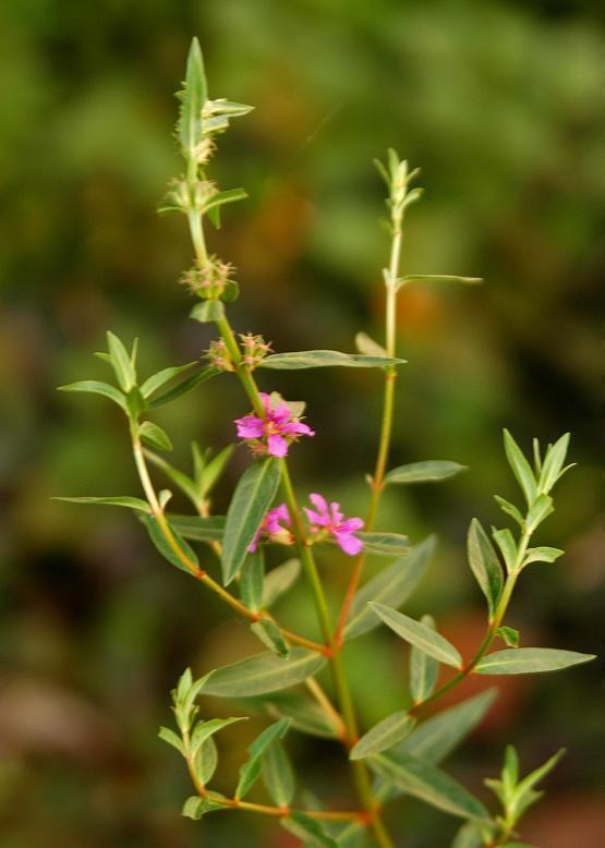 サギソウ 鷺 草 花々のよもやま話