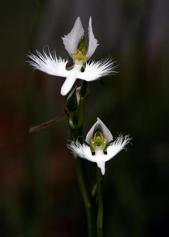 サギソウ 鷺 草 花々のよもやま話