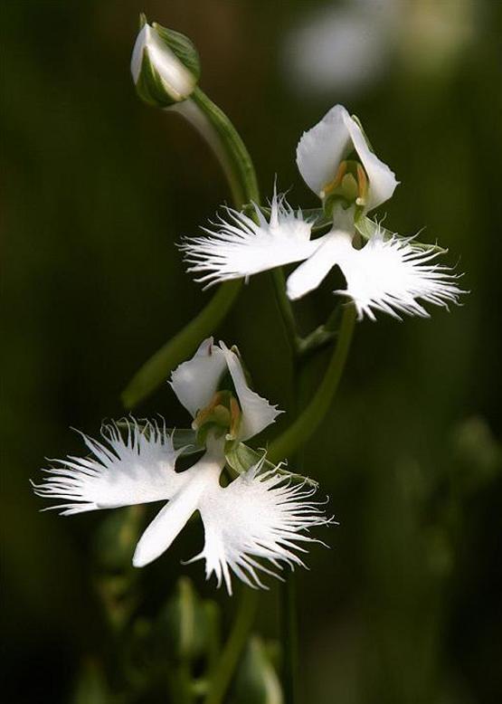 サギソウ 鷺 草 花々のよもやま話