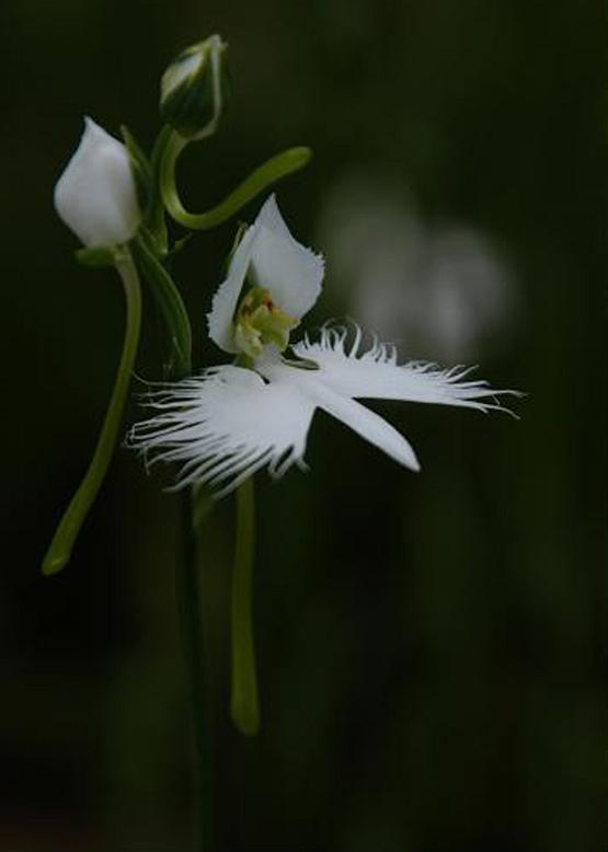 サギソウ 鷺 草 花々のよもやま話