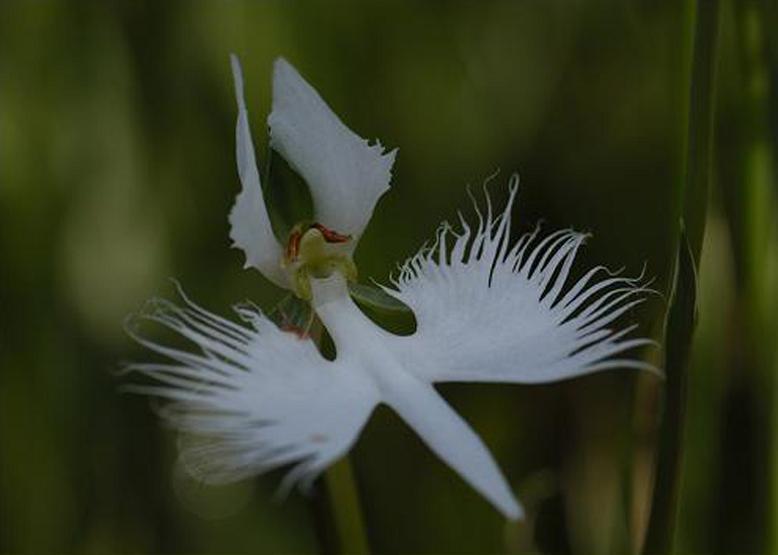 サギソウ 鷺 草 花々のよもやま話