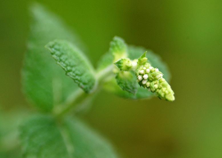 オランダハッカ 阿蘭陀薄荷 花々のよもやま話