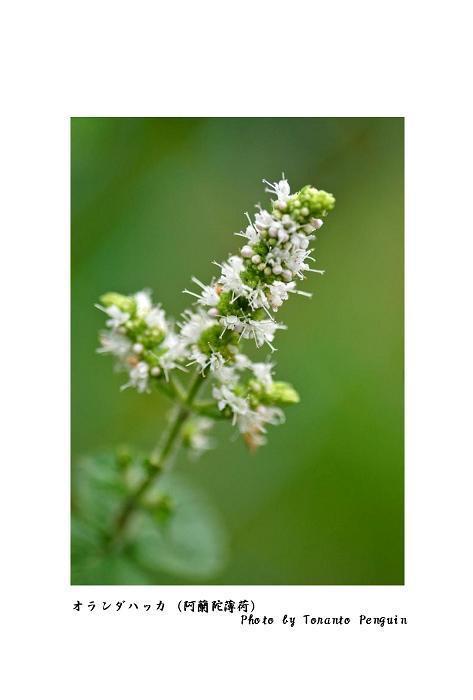 オランダハッカ 阿蘭陀薄荷 花々のよもやま話