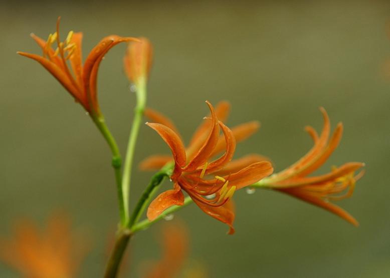 キツネノカミソリ 狐の剃刀 花々のよもやま話