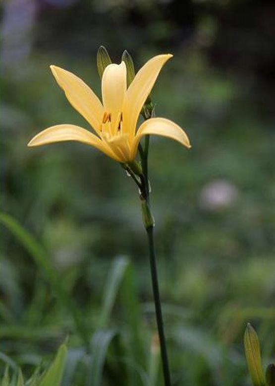 ニッコウキスゲ 日光黄菅 花々のよもやま話