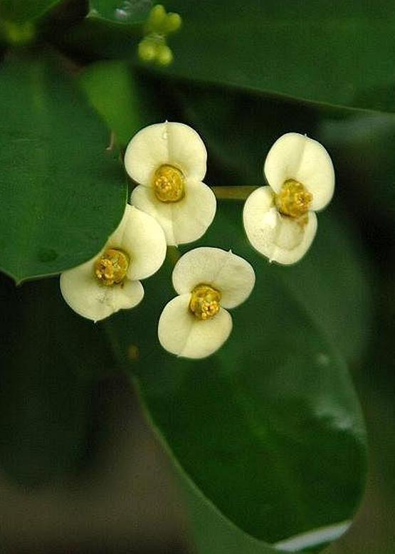 ハナキリン 花麒麟 花々のよもやま話