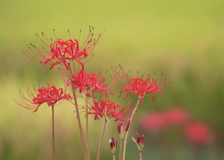 ヒガンバナ 彼岸花 花々のよもやま話