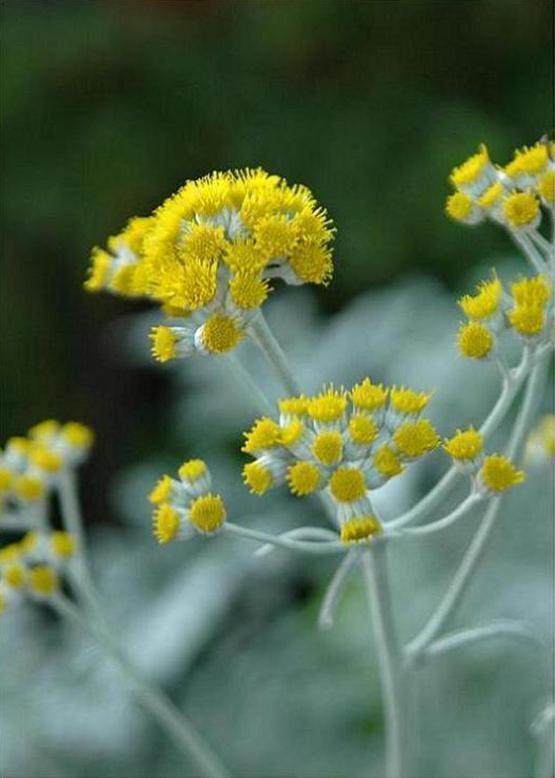 シロタエギク 白妙菊 花々のよもやま話