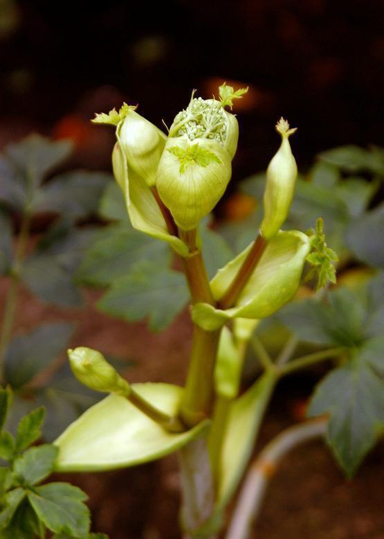 アシタバ 明日葉 花々のよもやま話